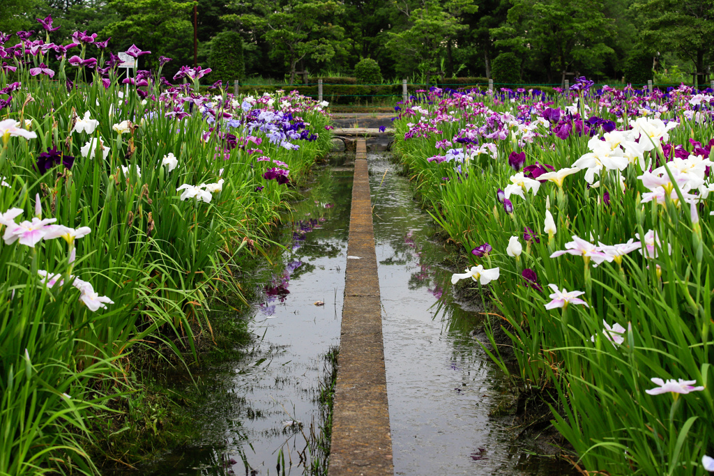 菖蒲の分かれ目