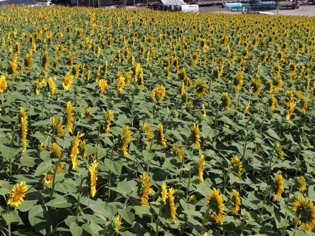 20190810092636_IMG_3398