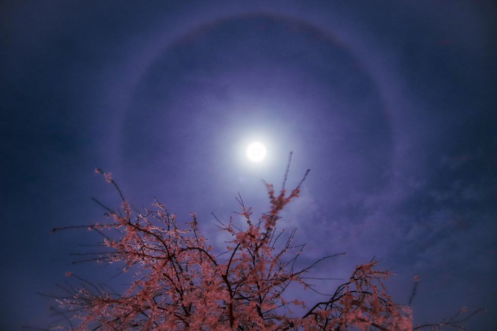 夜桜　ハロ