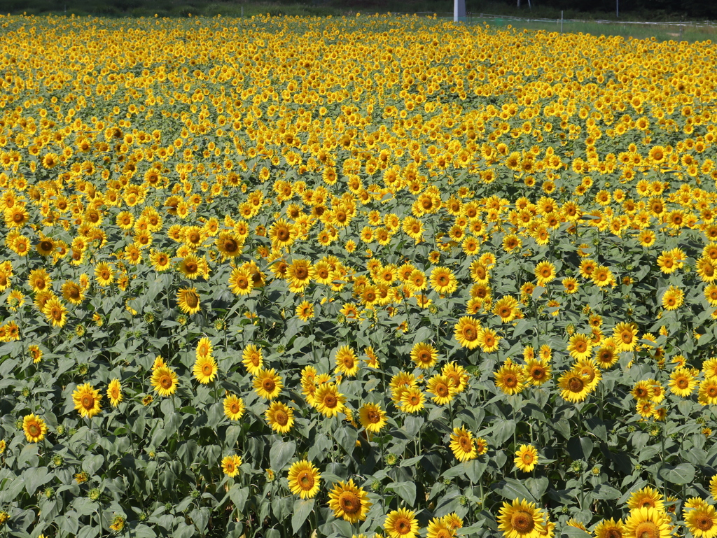 20190810093541_IMG_3415