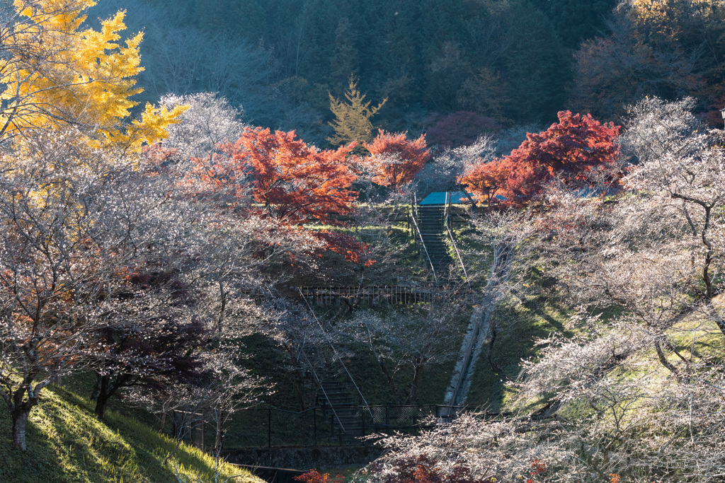 四季桜