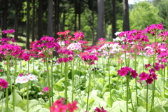 20190526101906_IMG_2423