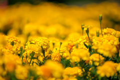 夏花壇　黄色