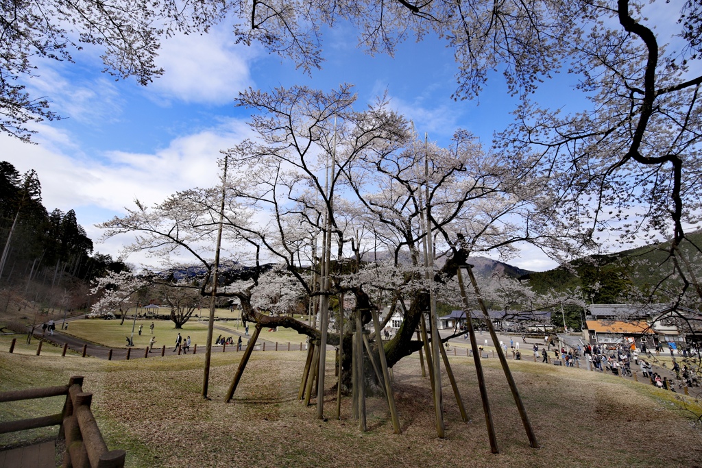 淡墨桜