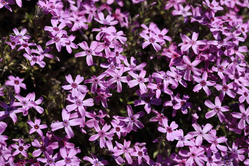 芝桜