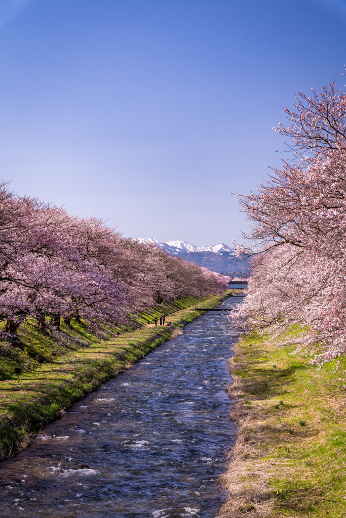 春の川沿い