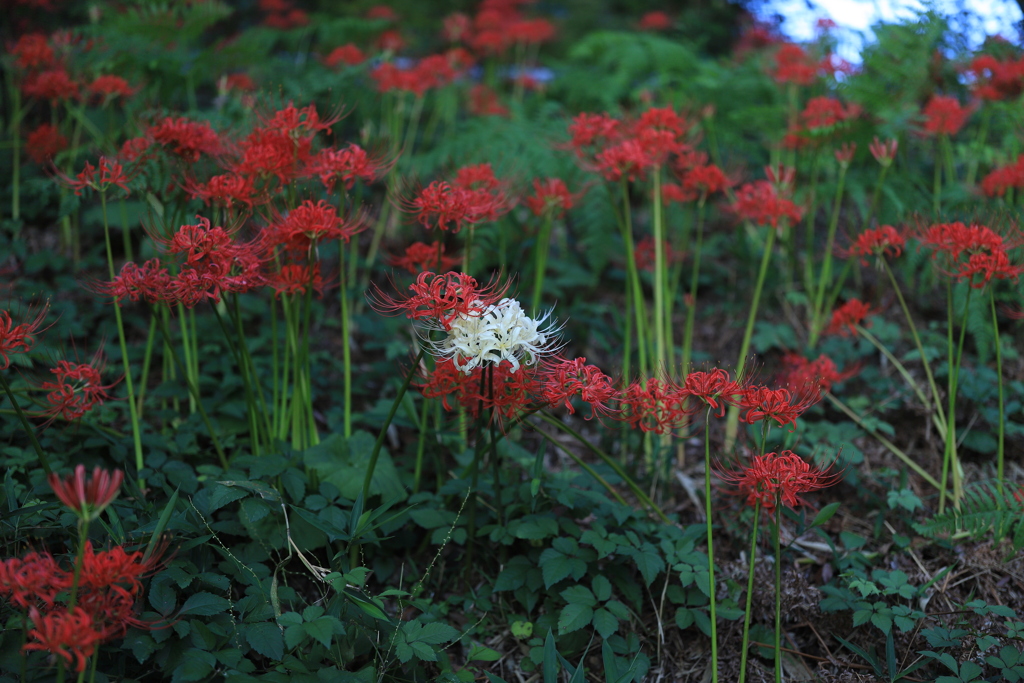 彼岸花　白一点