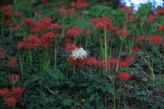彼岸花　白一点