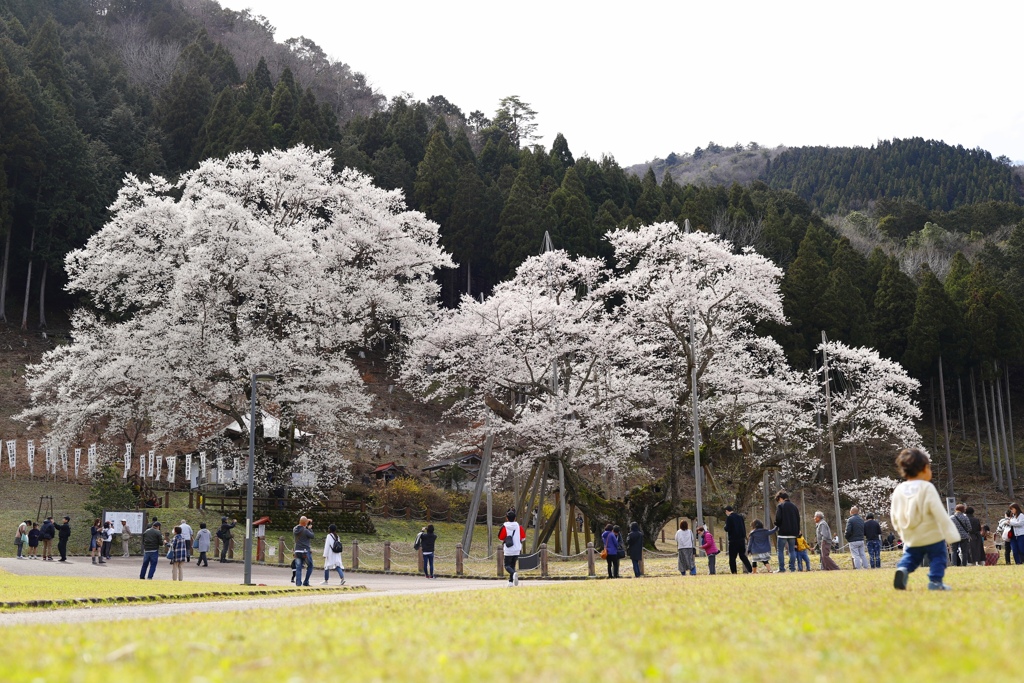 淡墨桜