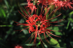 彼岸花