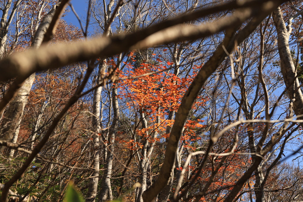 白山ホワイトロード