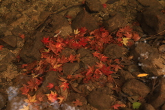 水底の紅葉