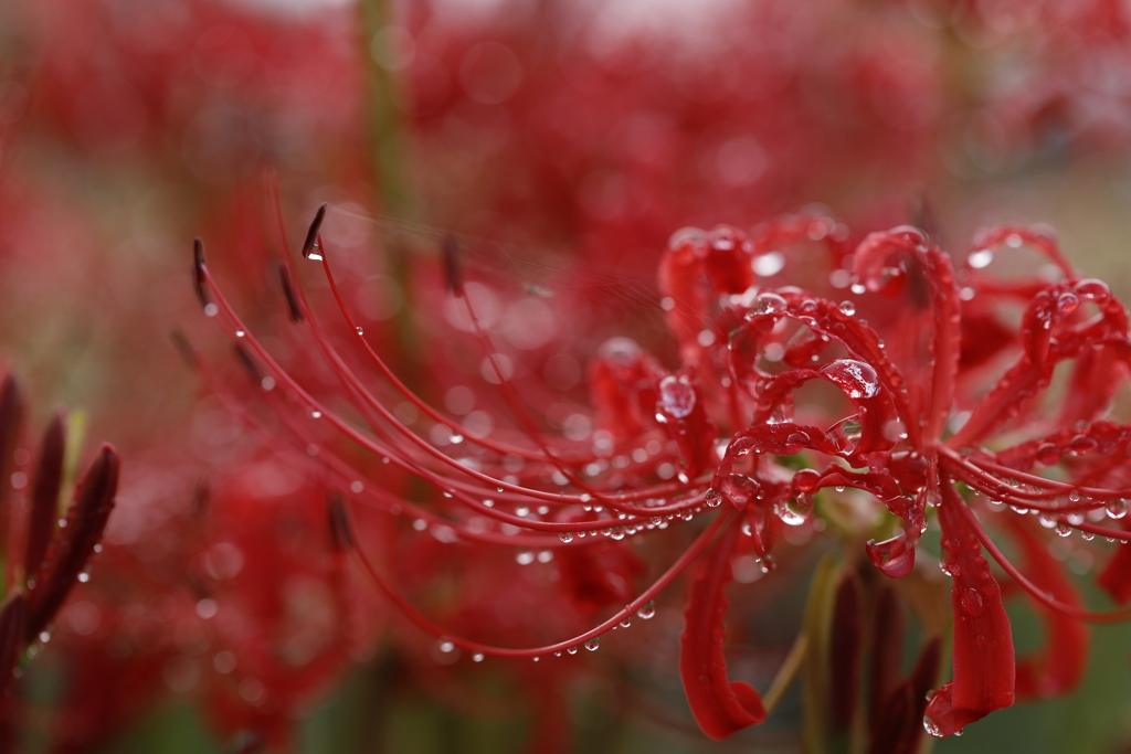 雨上がりの彼岸花