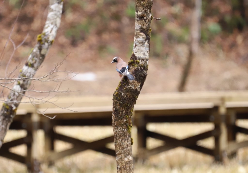 とりあえず鳥ました。