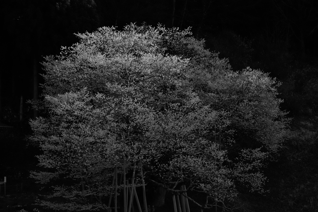 臥龍桜