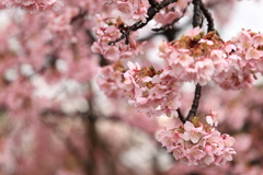 河津桜