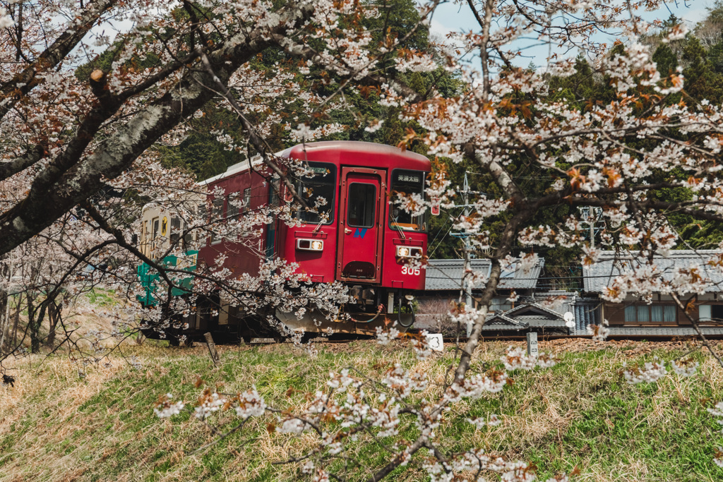 長良川鉄道　春