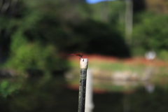 赤トンボ