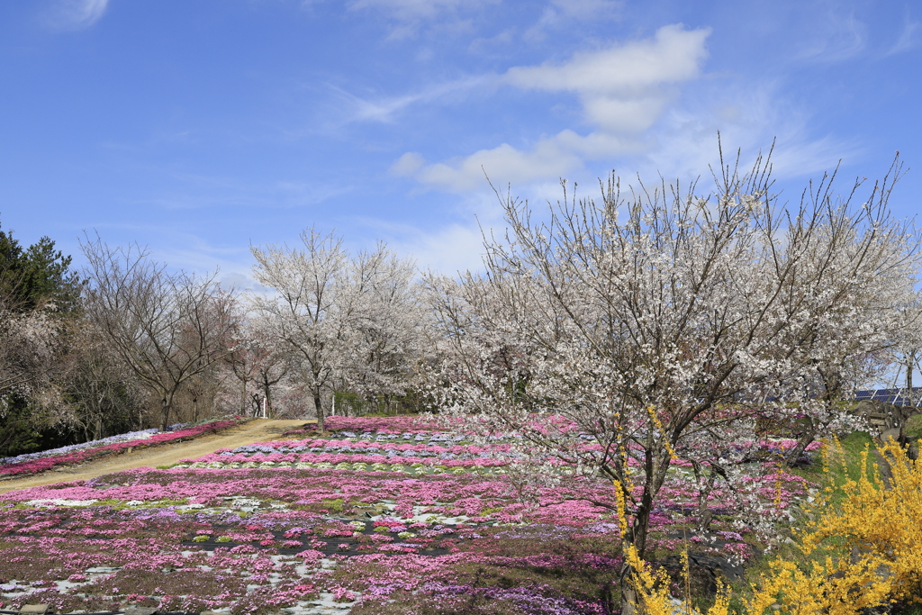 桜と芝桜