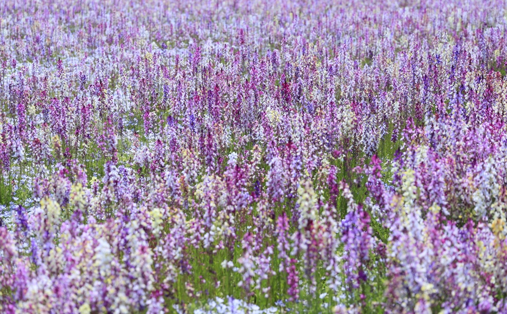 花いっぱい