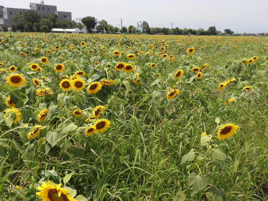 20190728113557_IMG_3119