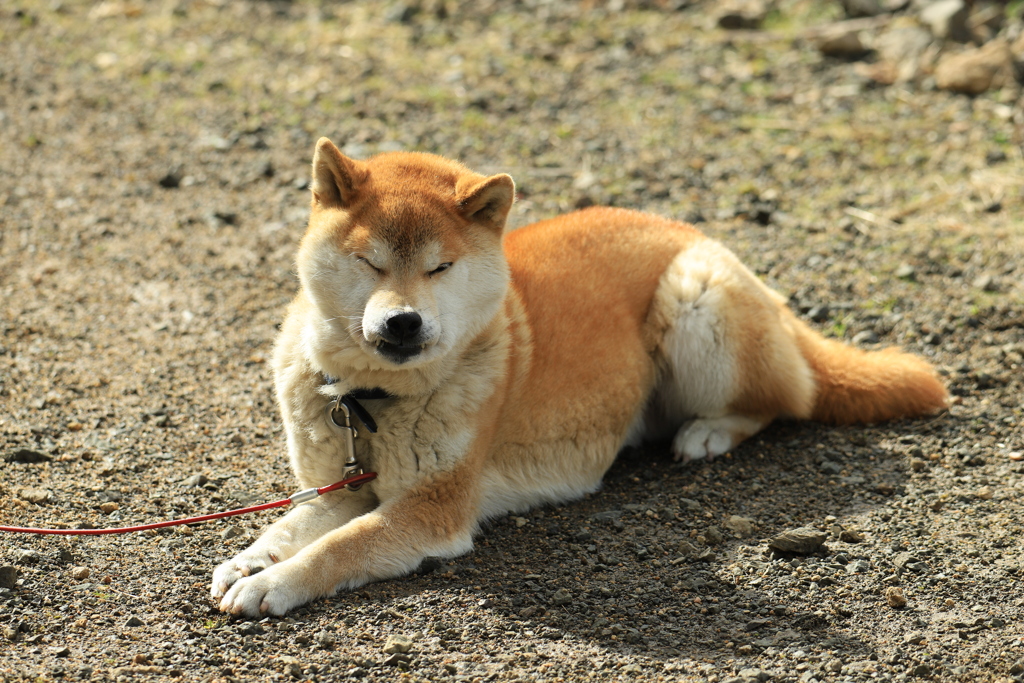 日向ぼっこ