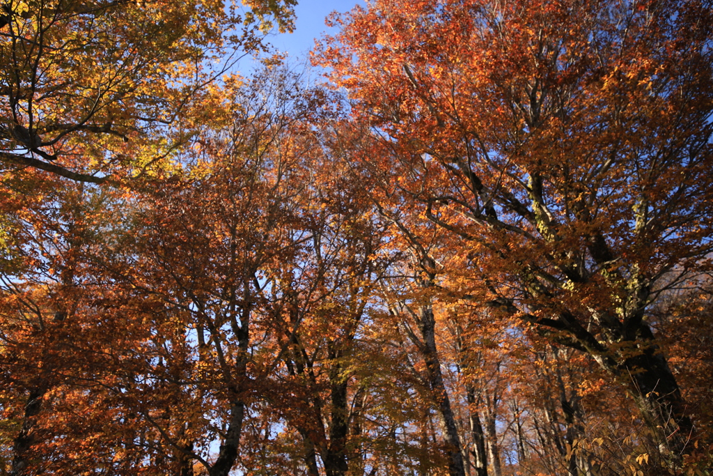 白山ホワイトロード