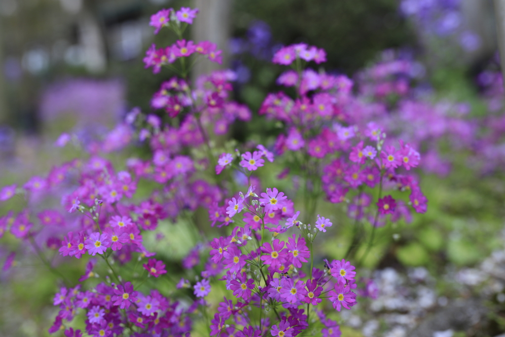 小さな花