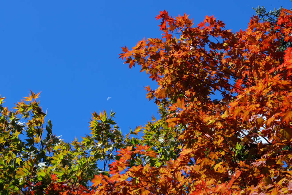 紅葉と残月