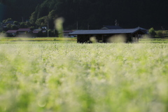 早秋の田舎風景