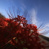 彼岸花　空