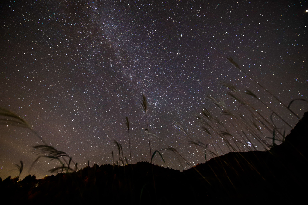 すすきと見上げる星空