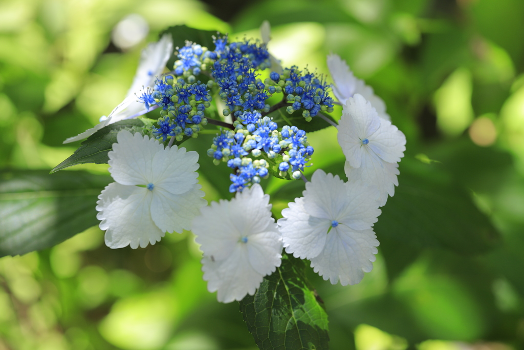 紫陽花