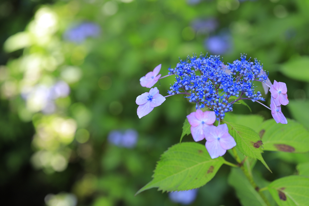 紫陽花