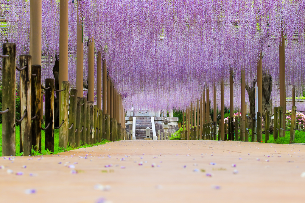 藤回廊