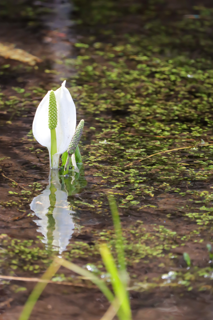 水芭蕉