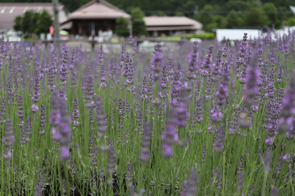 20190714110302_IMG_2889