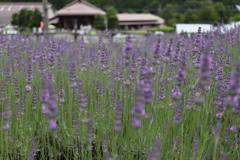 20190714110302_IMG_2889