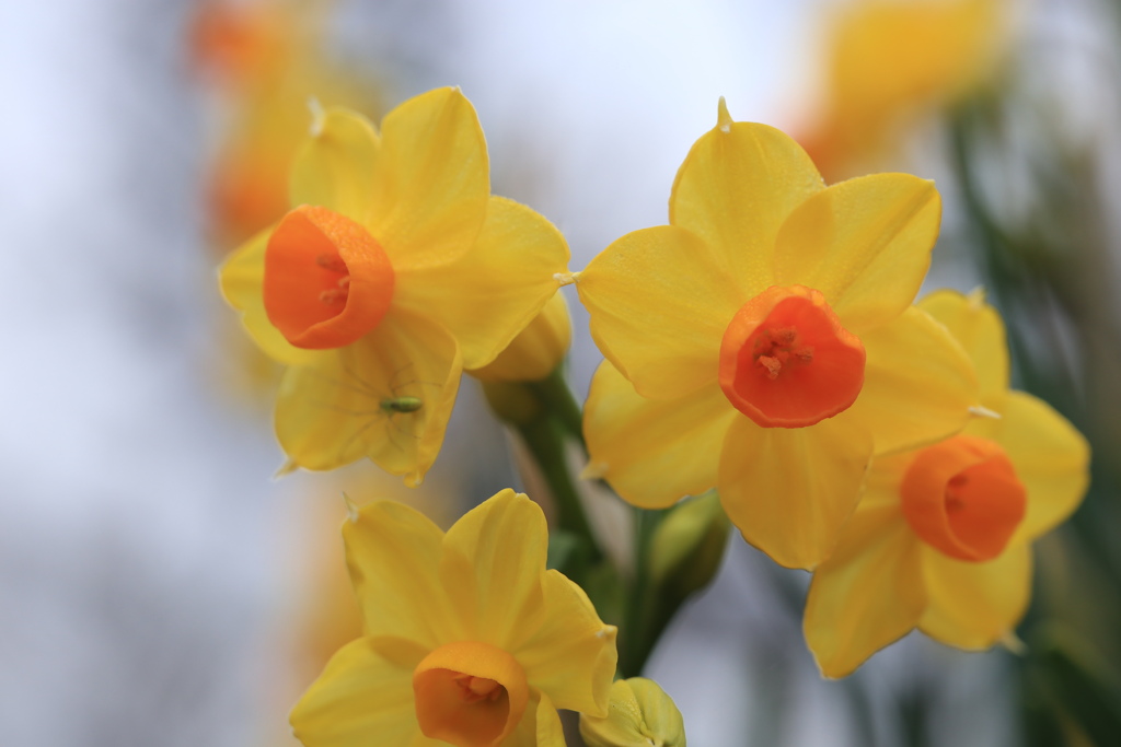 スイセン　黄色