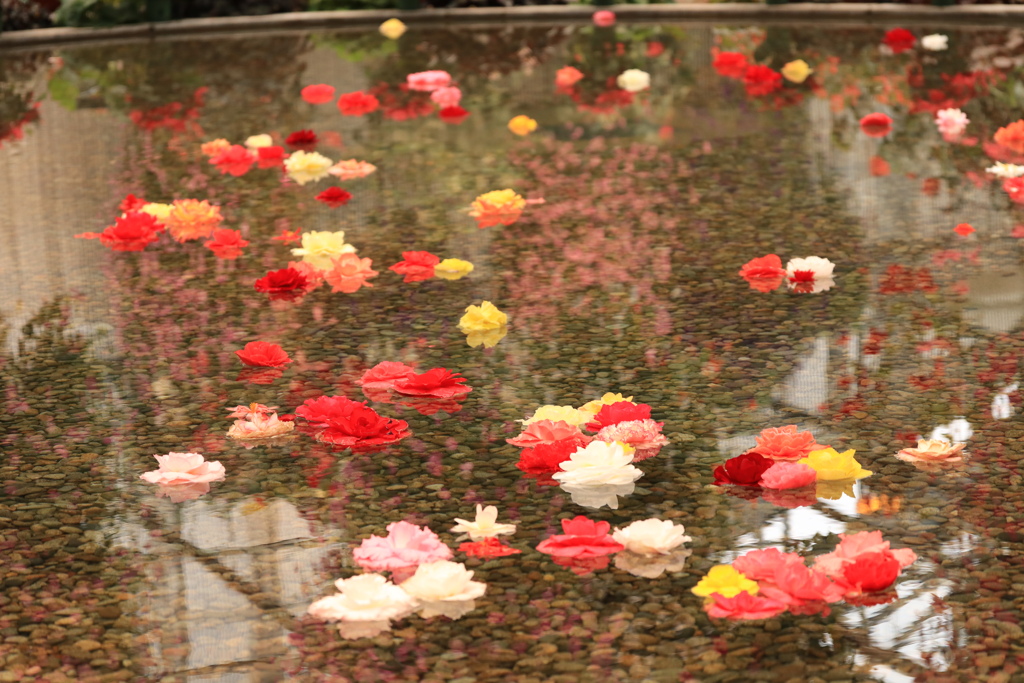 浮かぶ花