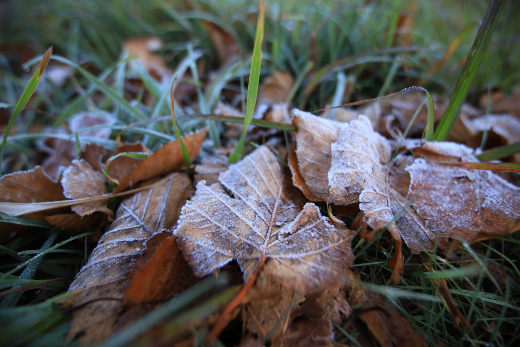 白山ホワイトロード