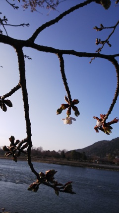 はるのあしおと