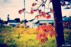 紅葉