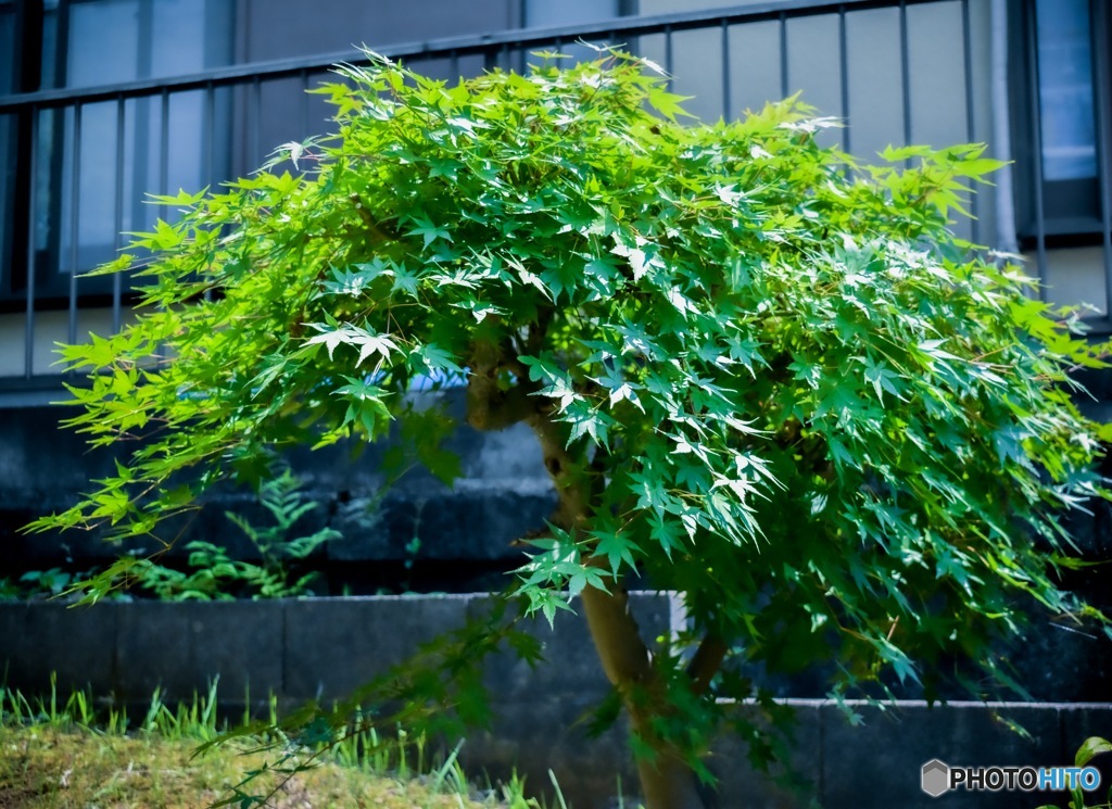 植木