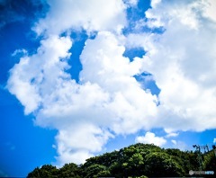 伊勢原市のくも