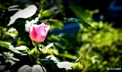 道端に咲いたお花