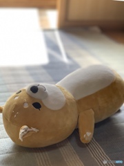愛されてる豆柴ちゃん