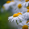 白い花