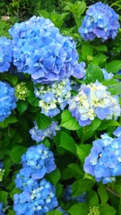 紫陽花