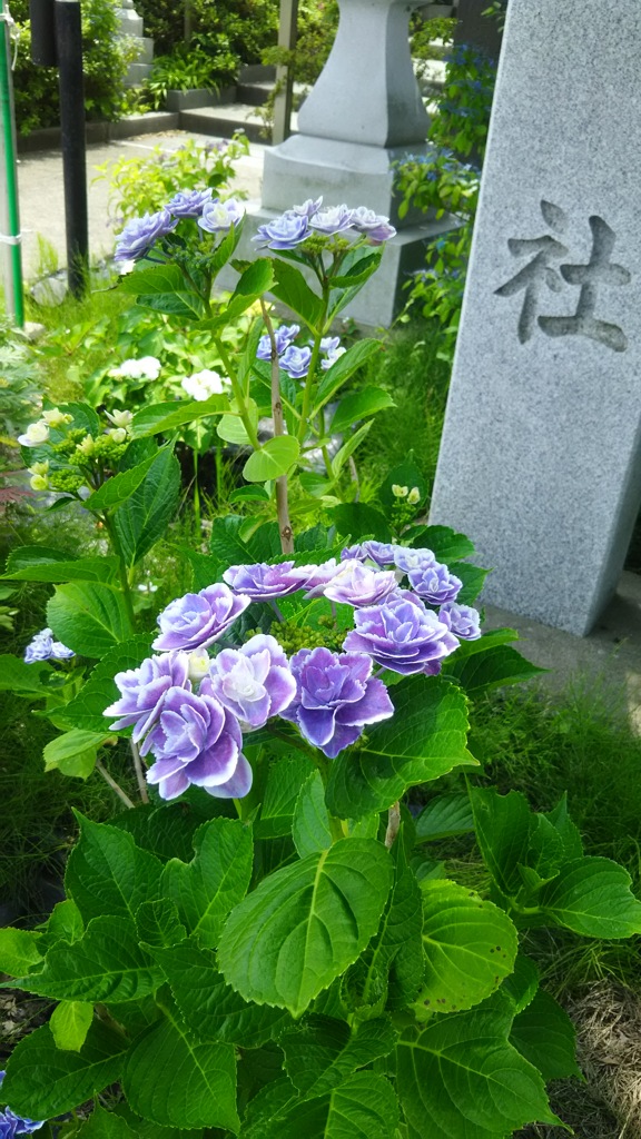 紫陽花